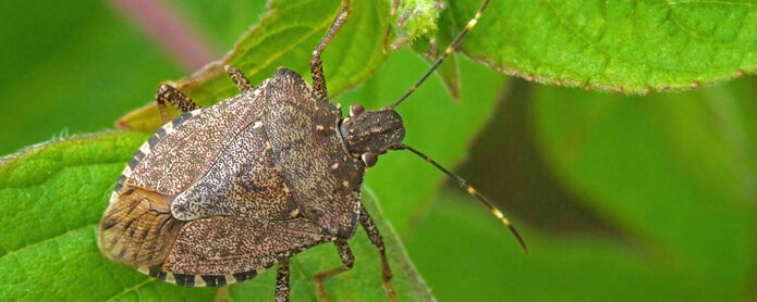 Stink bugs a practical guide original Stink bugs a practical guide original