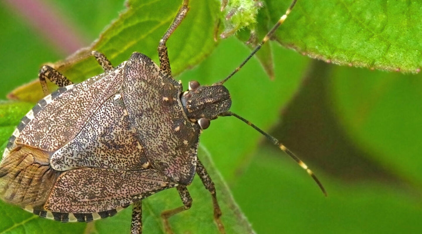 Stink bugs a practical guide original Stink bugs a practical guide original